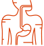 digestive system